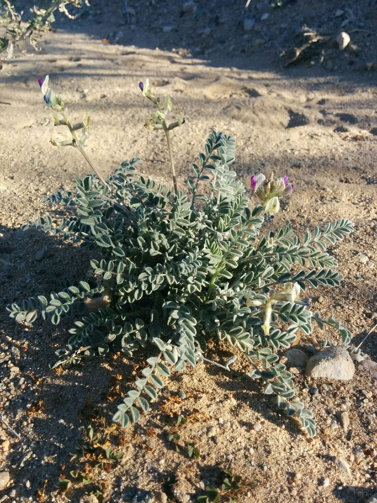 Sivun Astragalus tidestromii (Rydb.) Clokey kuva