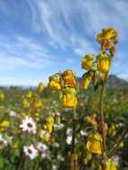 Image of Hermannia prismatocarpa E. Mey.