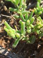 Image of Delosperma fredericii Lavis