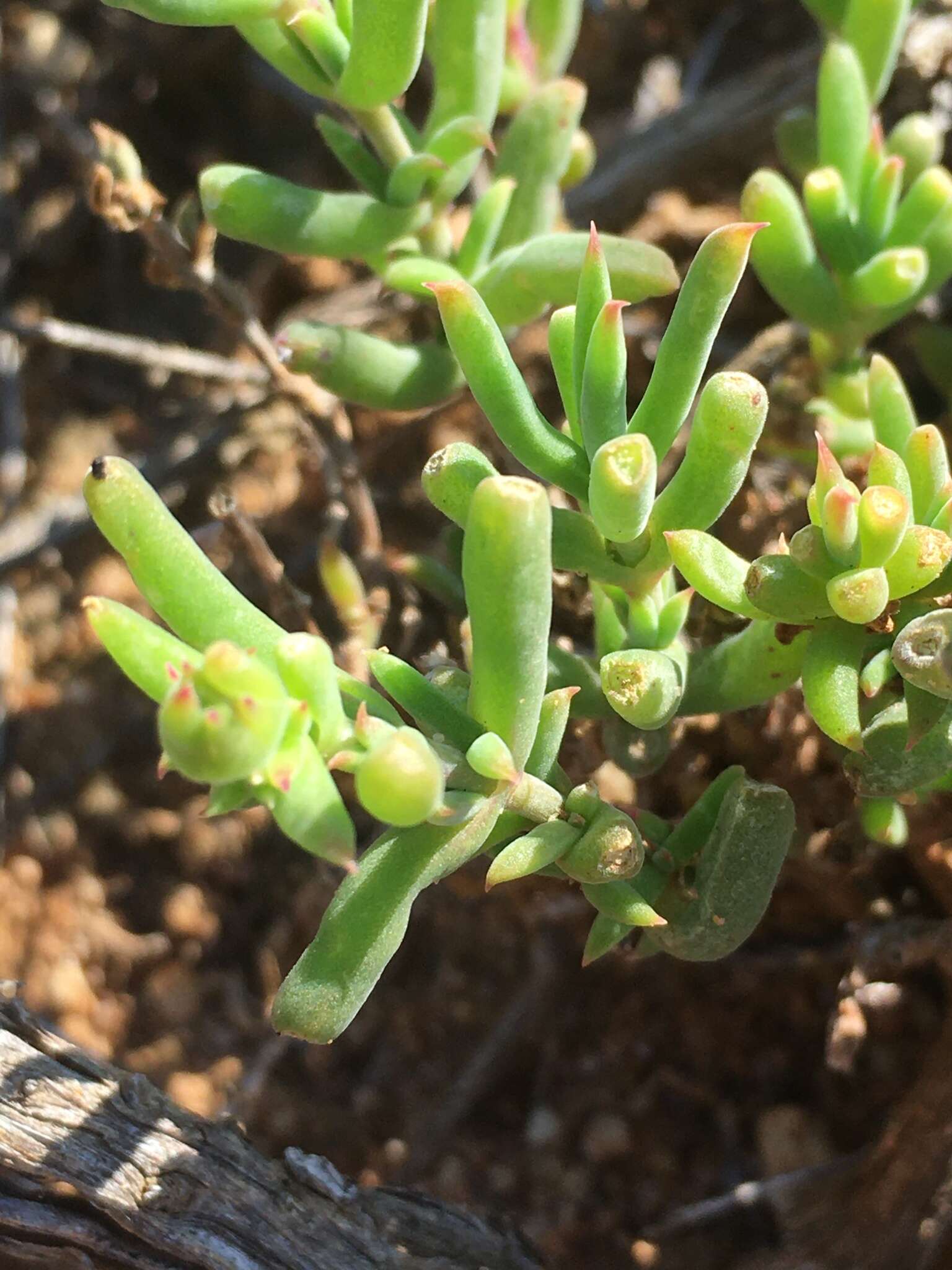 Image of Delosperma fredericii Lavis