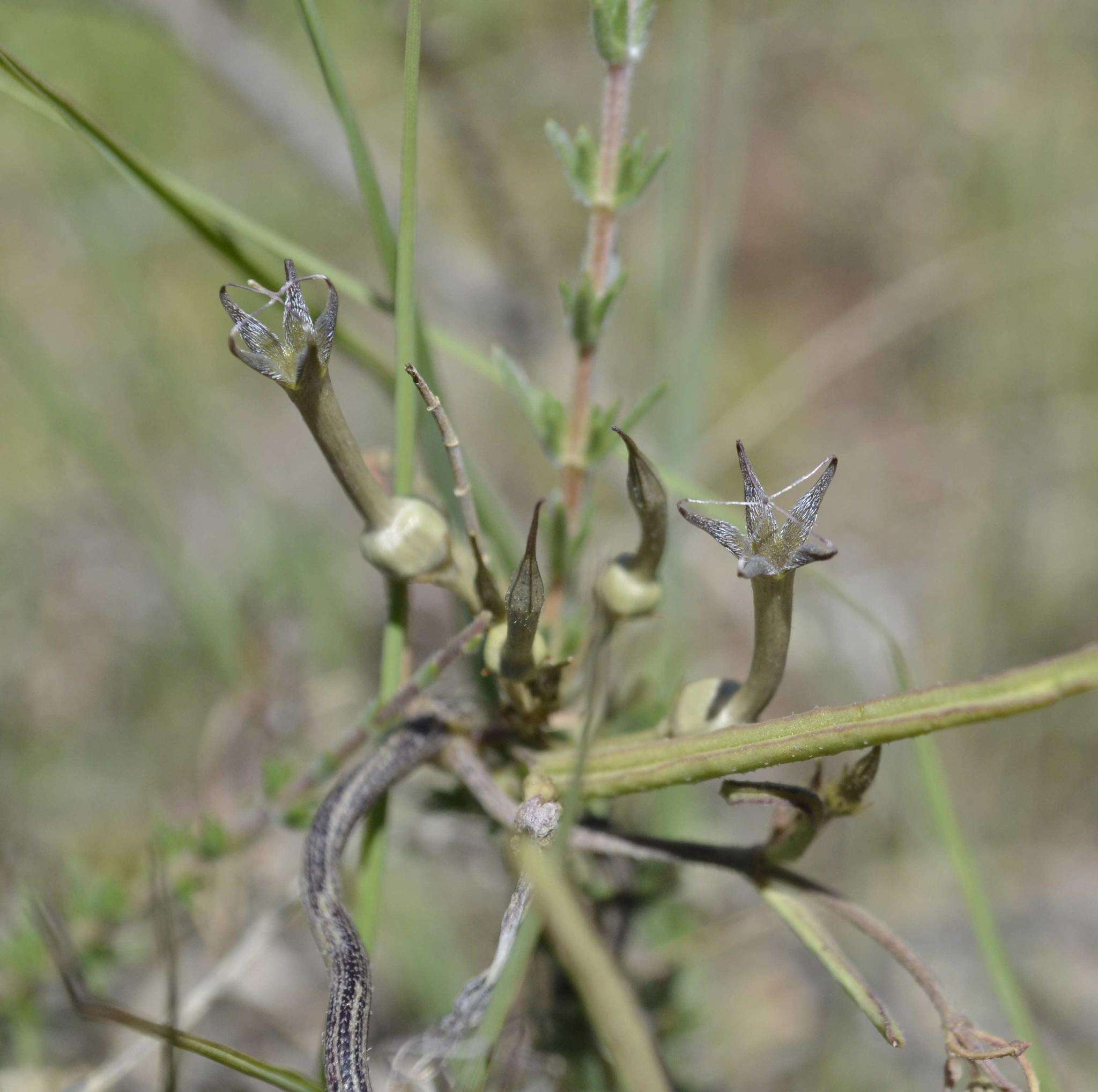 Image of Ceropegia multiflora Bak.
