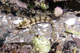 Image of Whitelegg's Weedfish