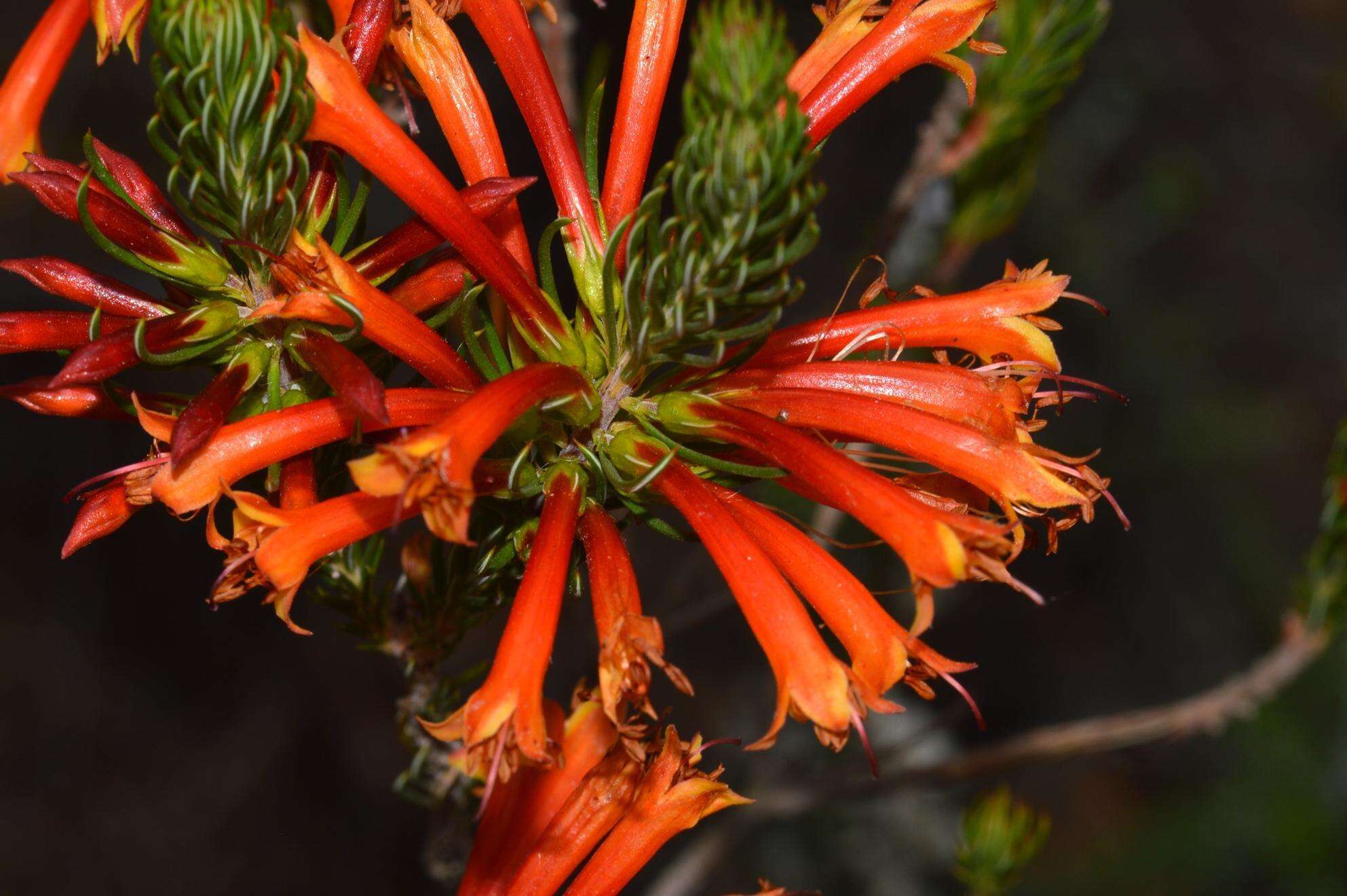 Image of Erica grandiflora subsp. grandiflora