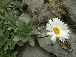 Image of Celmisia bonplandii (J. Buch.) Allan