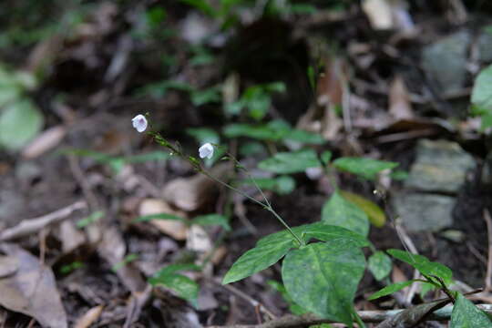 Imagem de Codonacanthus pauciflorus (Wall. ex Nees) Nees