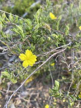 Hibbertia glebosa subsp. glebosa resmi