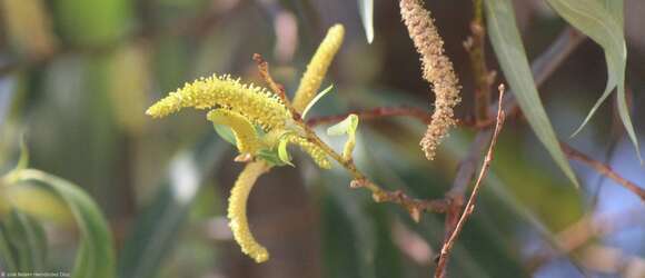 Image de Salix bonplandiana Kunth