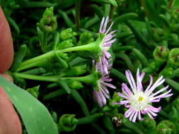 Image of Delosperma ornatulum N. E. Br. ex Stapf