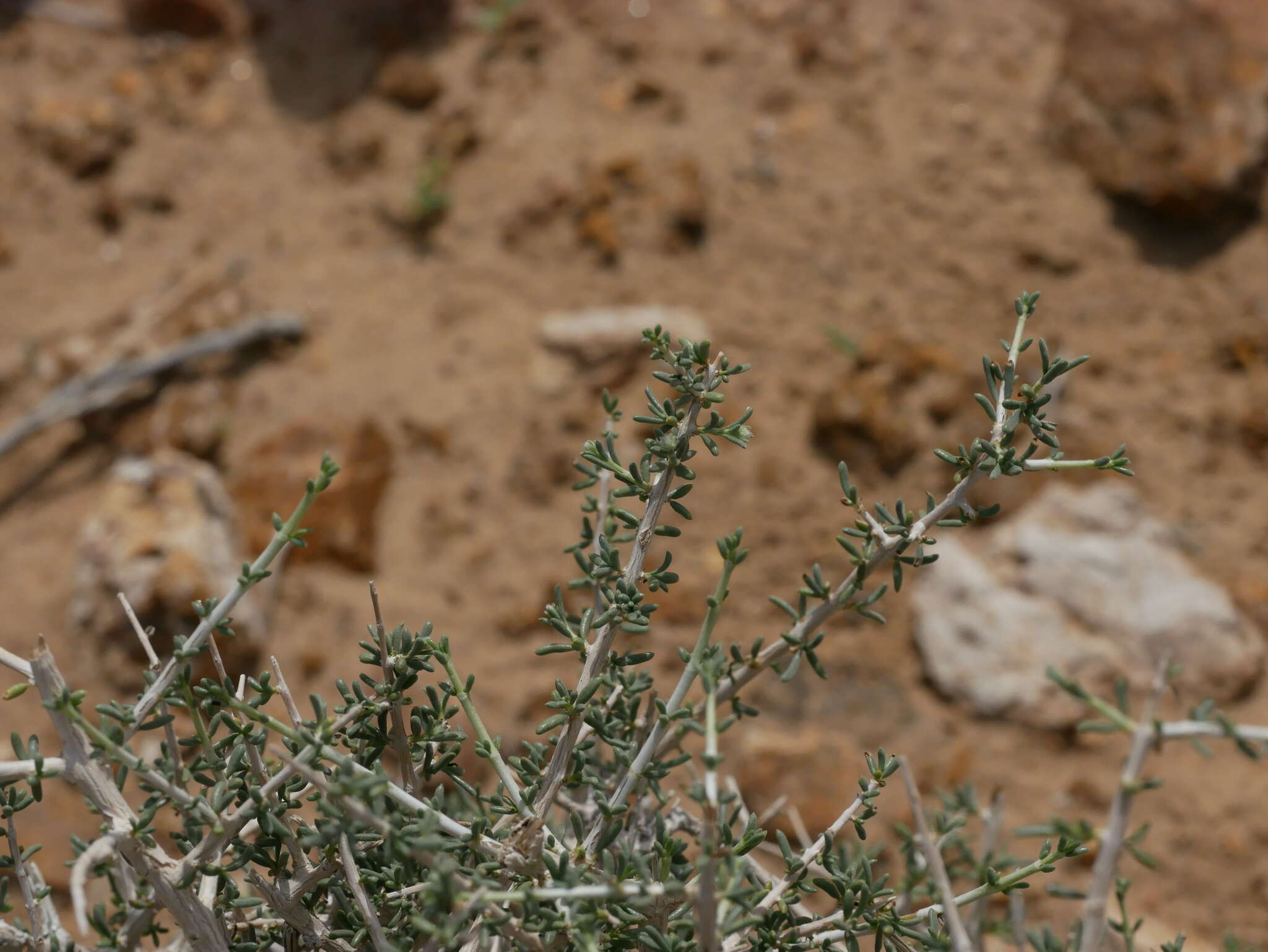 Image of Plocama aucheri (Guill.) M. Backlund & Thulin