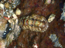 Image of Ischnochitonina