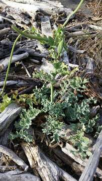 Image of Yellow Horned Poppy