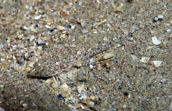 Image of Risso’s Dragonet