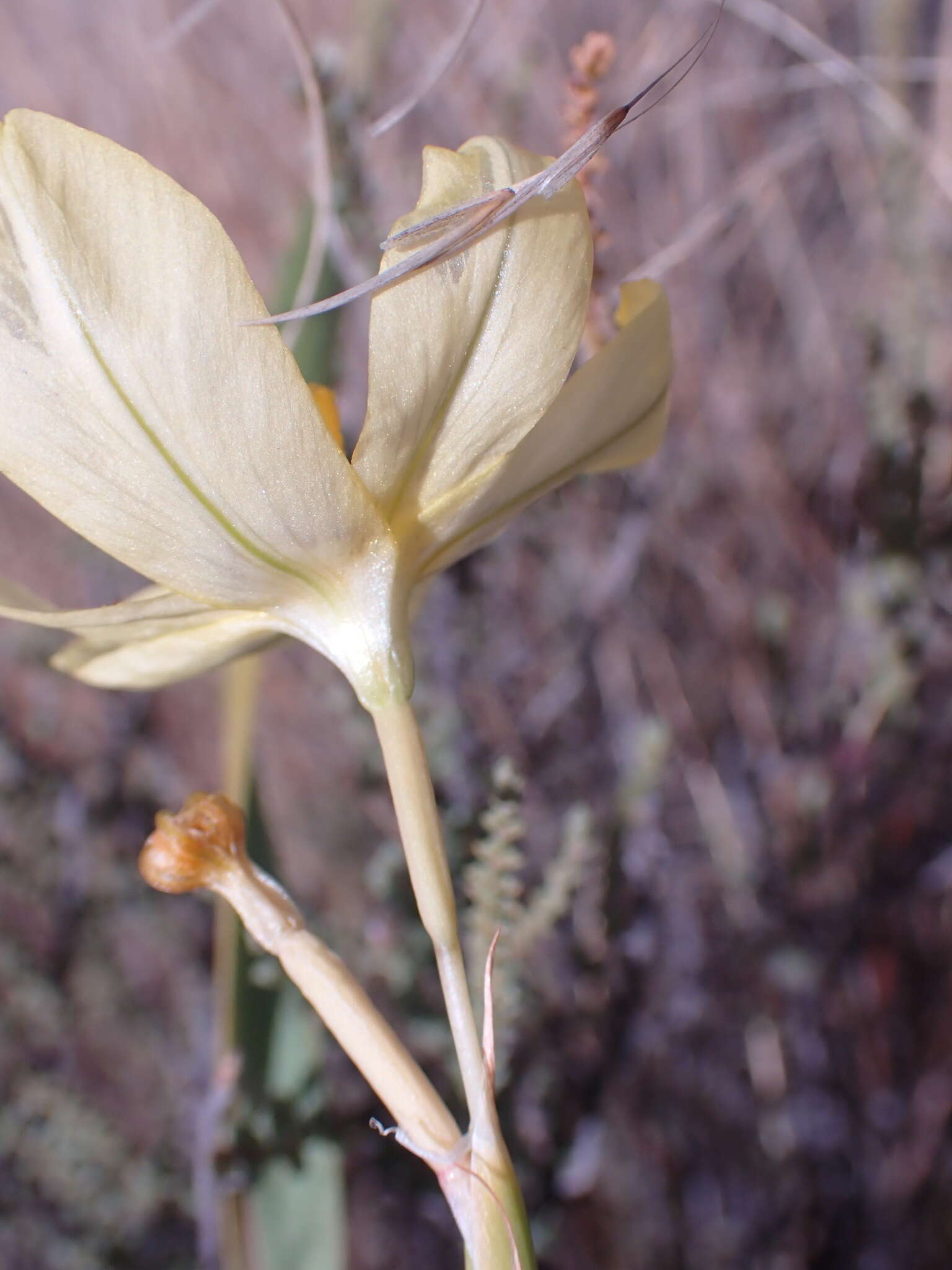 Image of yelow tulip