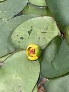 Plancia ëd Nuphar microphylla (Pers.) Fern.