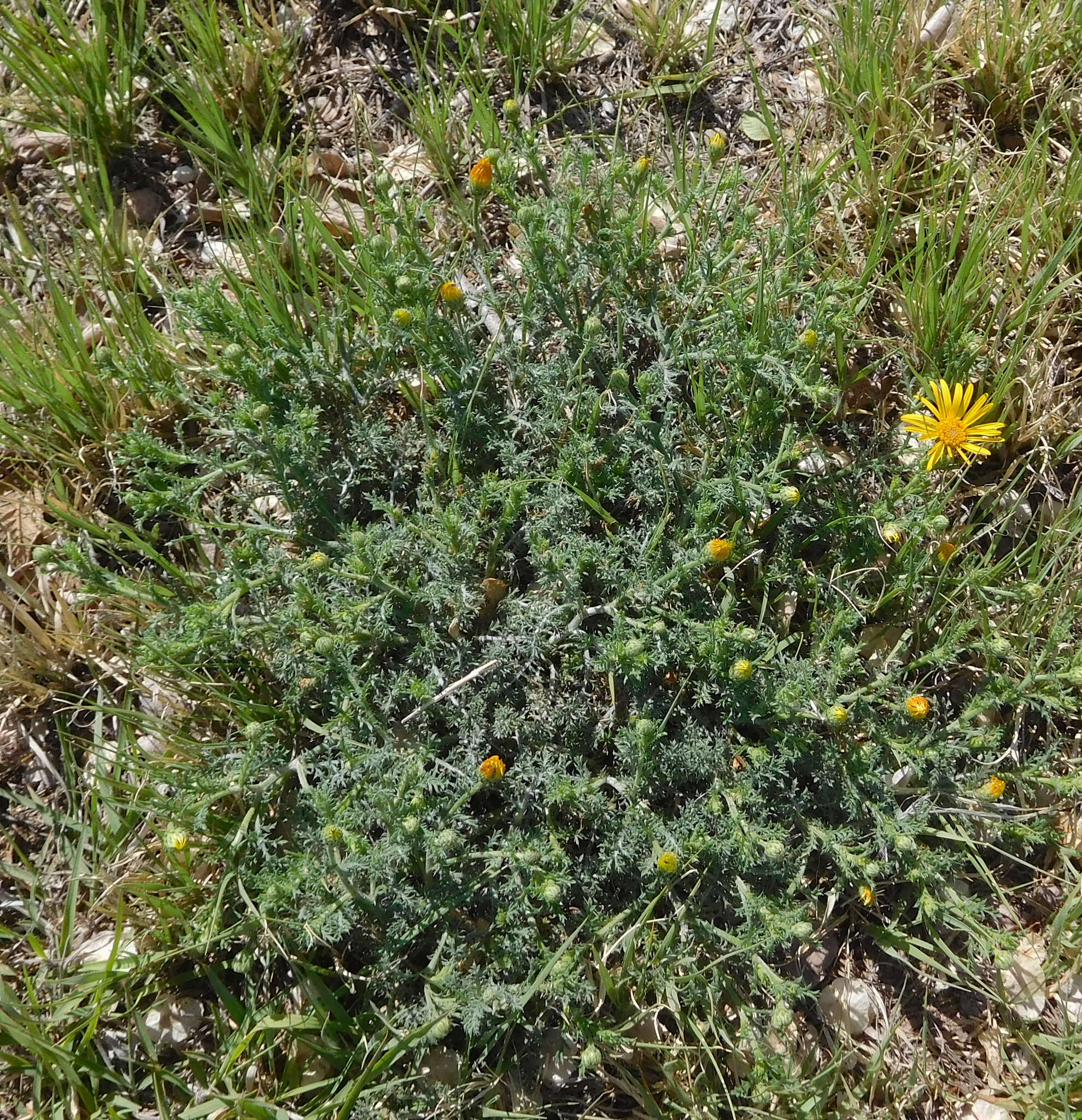 Sivun Xanthisma spinulosum (Pursh) D. R. Morgan & R. L. Hartman kuva