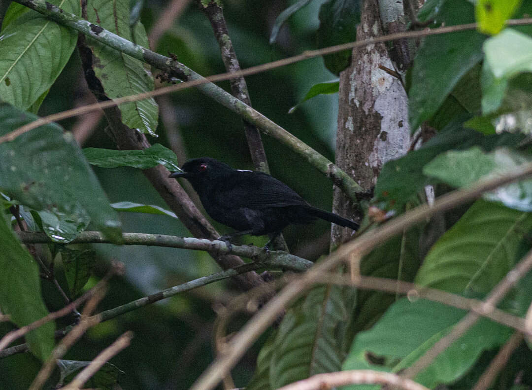 Image of East Amazonian Fire-eye