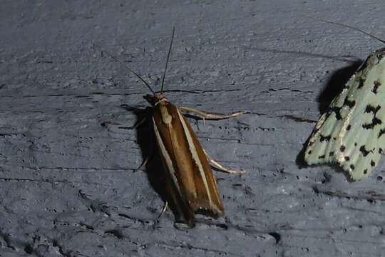 Image of Orocrambus aethonellus Meyrick 1882