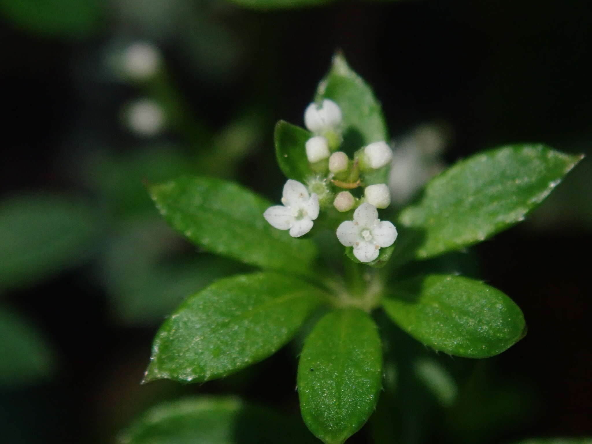 Galium echinocarpum Hayata resmi