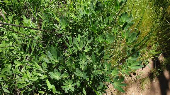 Image of broadleaf lupine