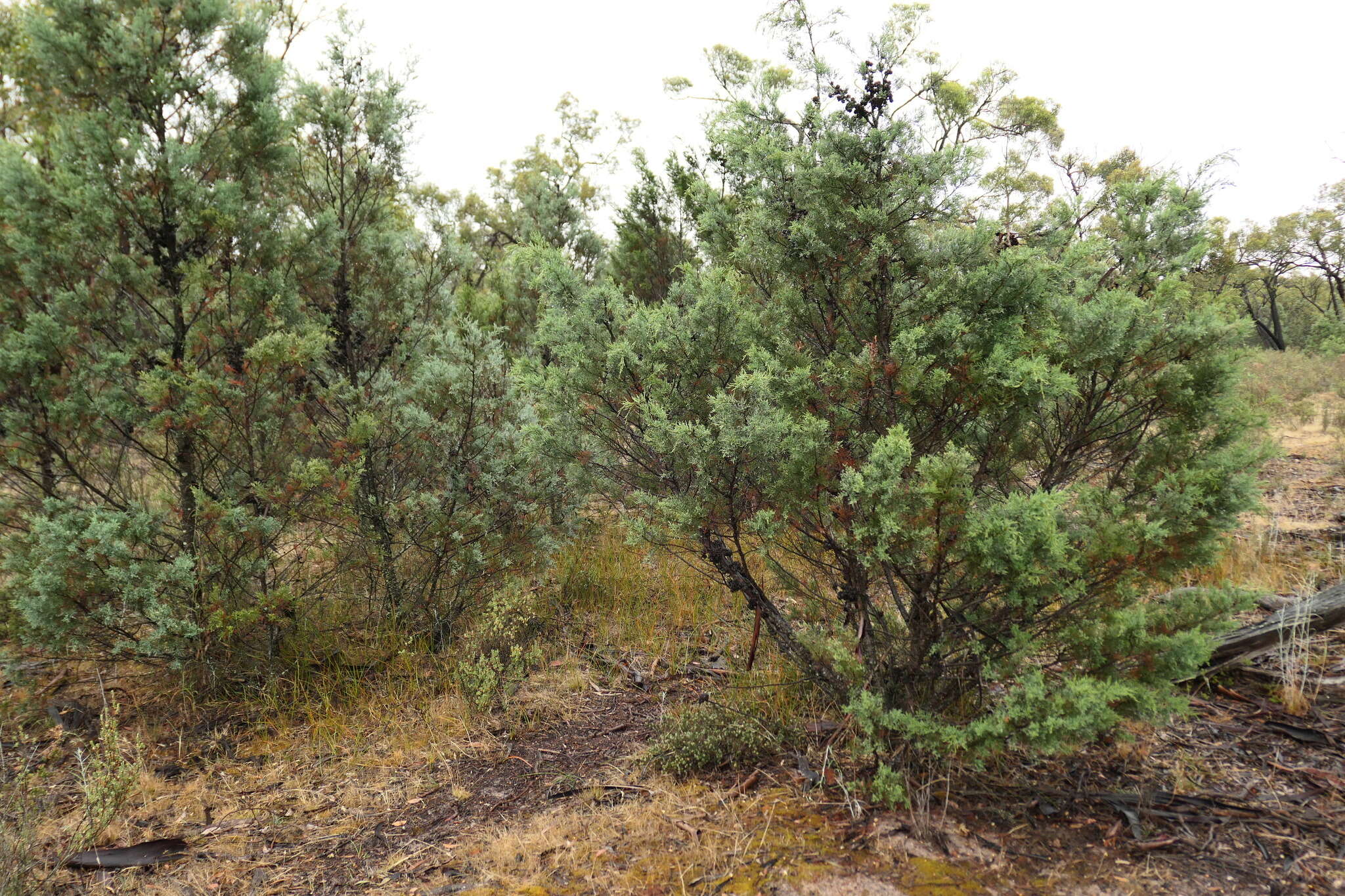 Image of Illawara Mountain Pine