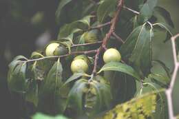 Sivun Diospyros salicifolia Humb. & Bonpl. ex Willd. kuva