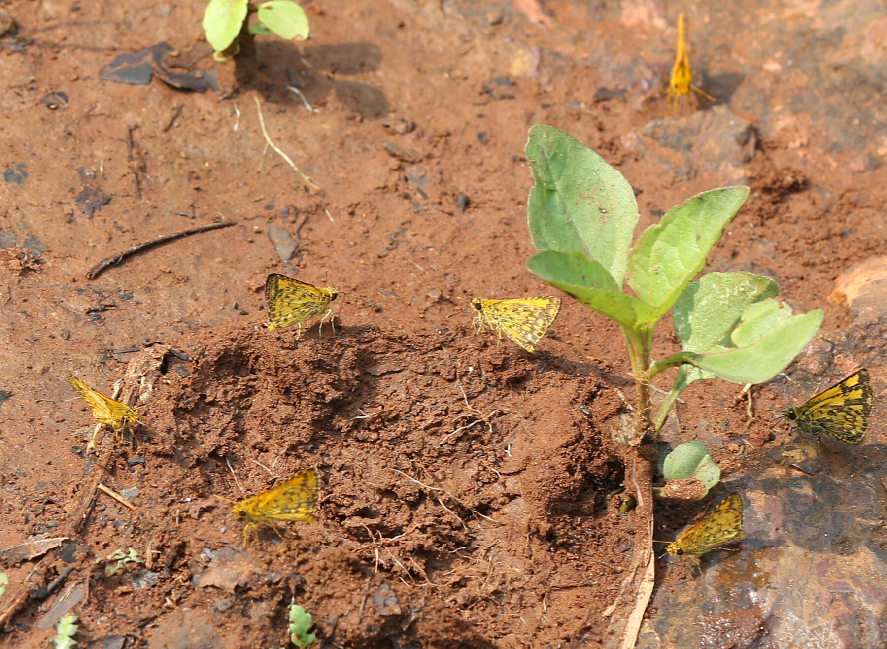 Image of <i>Ampittia <i>dioscorides</i></i> dioscorides