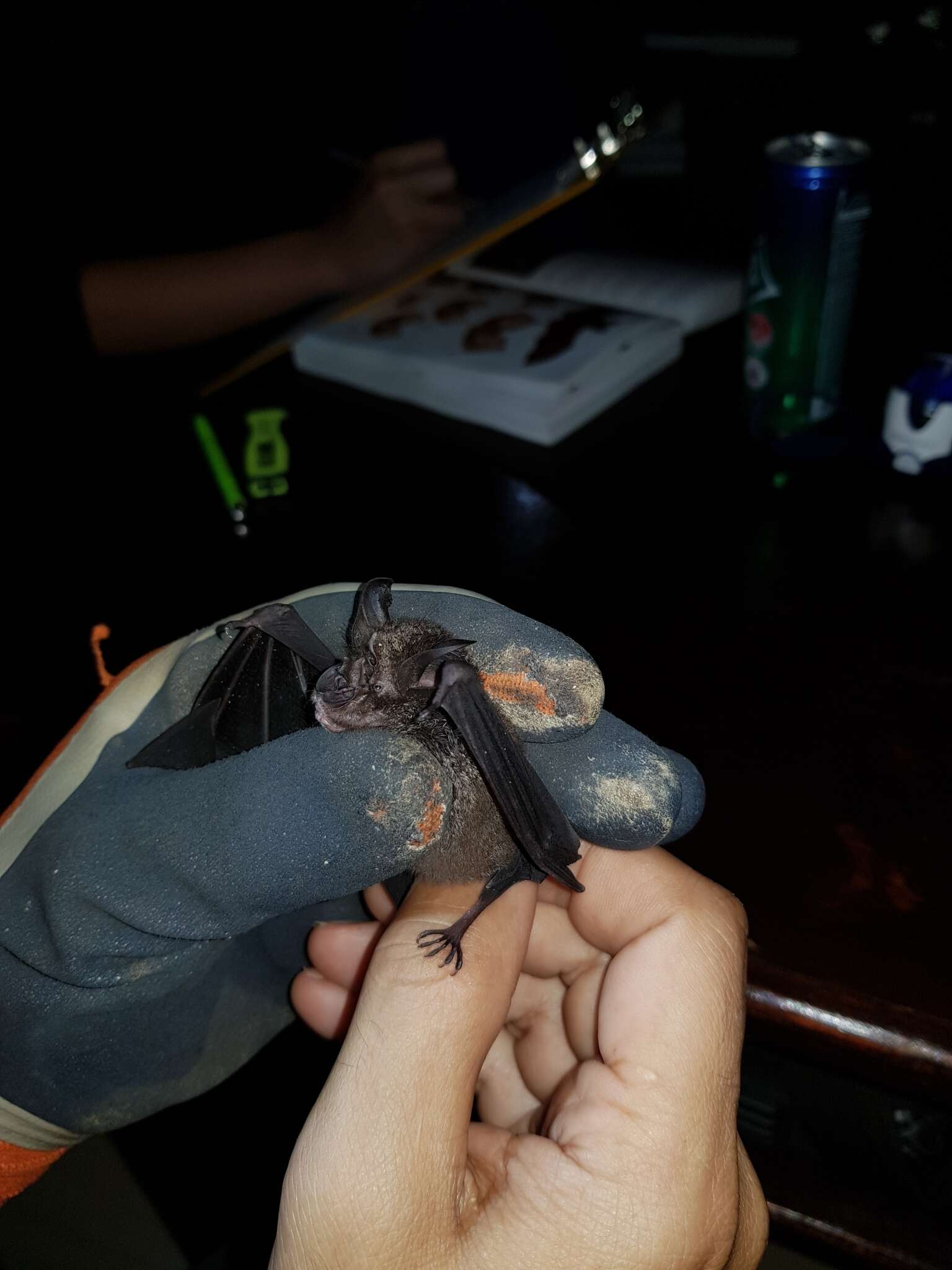 Image of Accuminate Horseshoe Bat