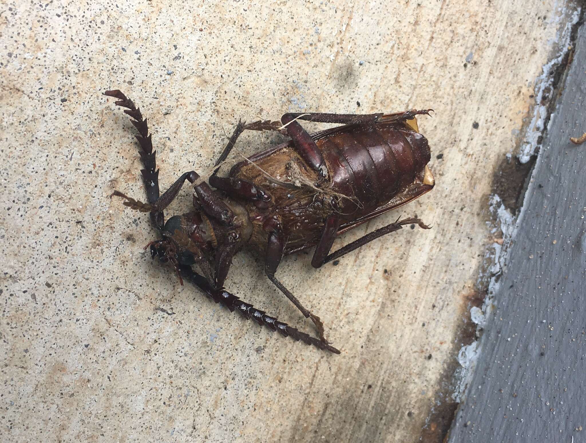 Image of California Root Borer