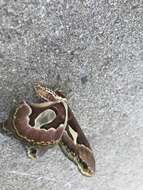 Image of Rothchild's Atlas Moth