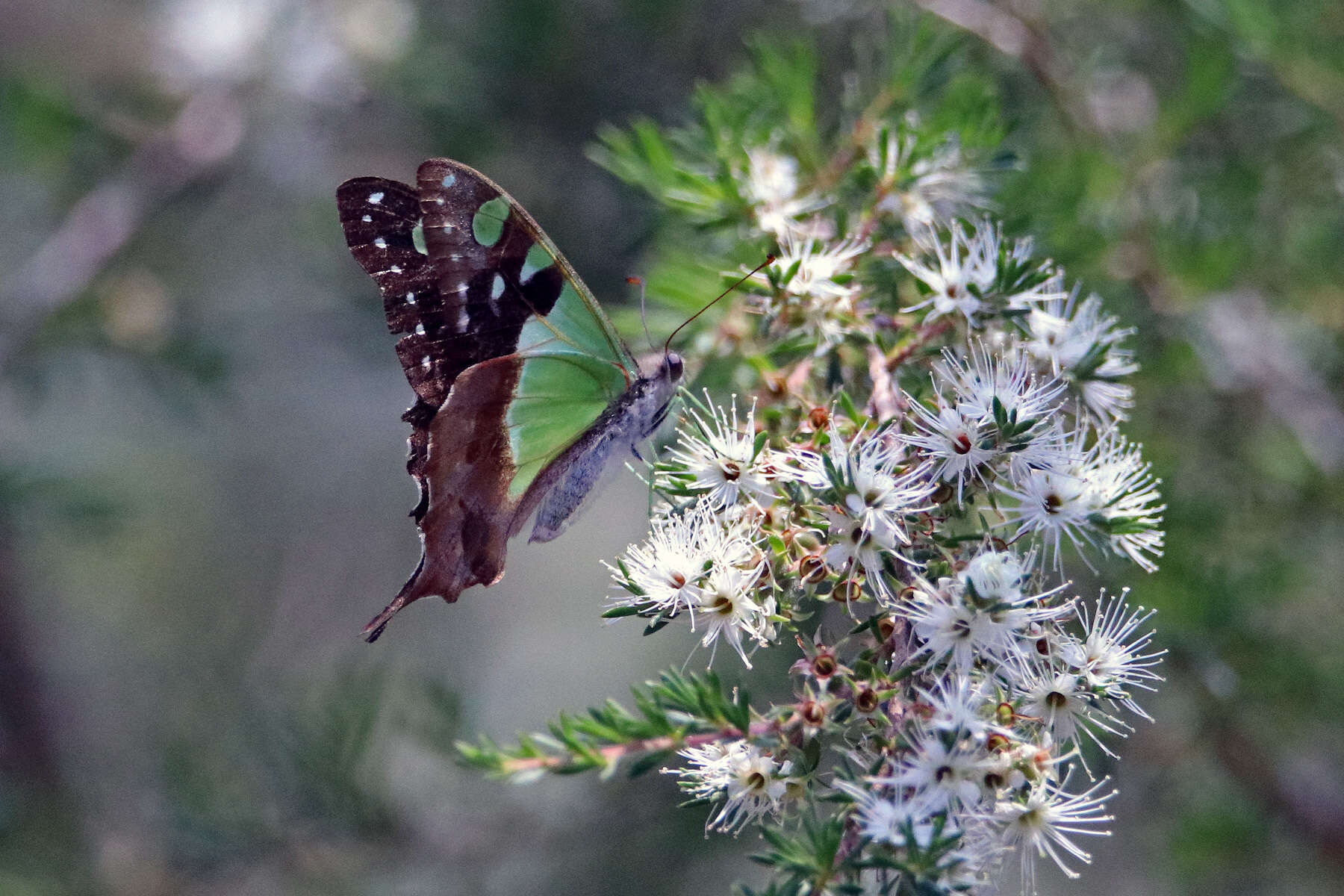 Слика од Graphium macleayanus (Leach 1814)