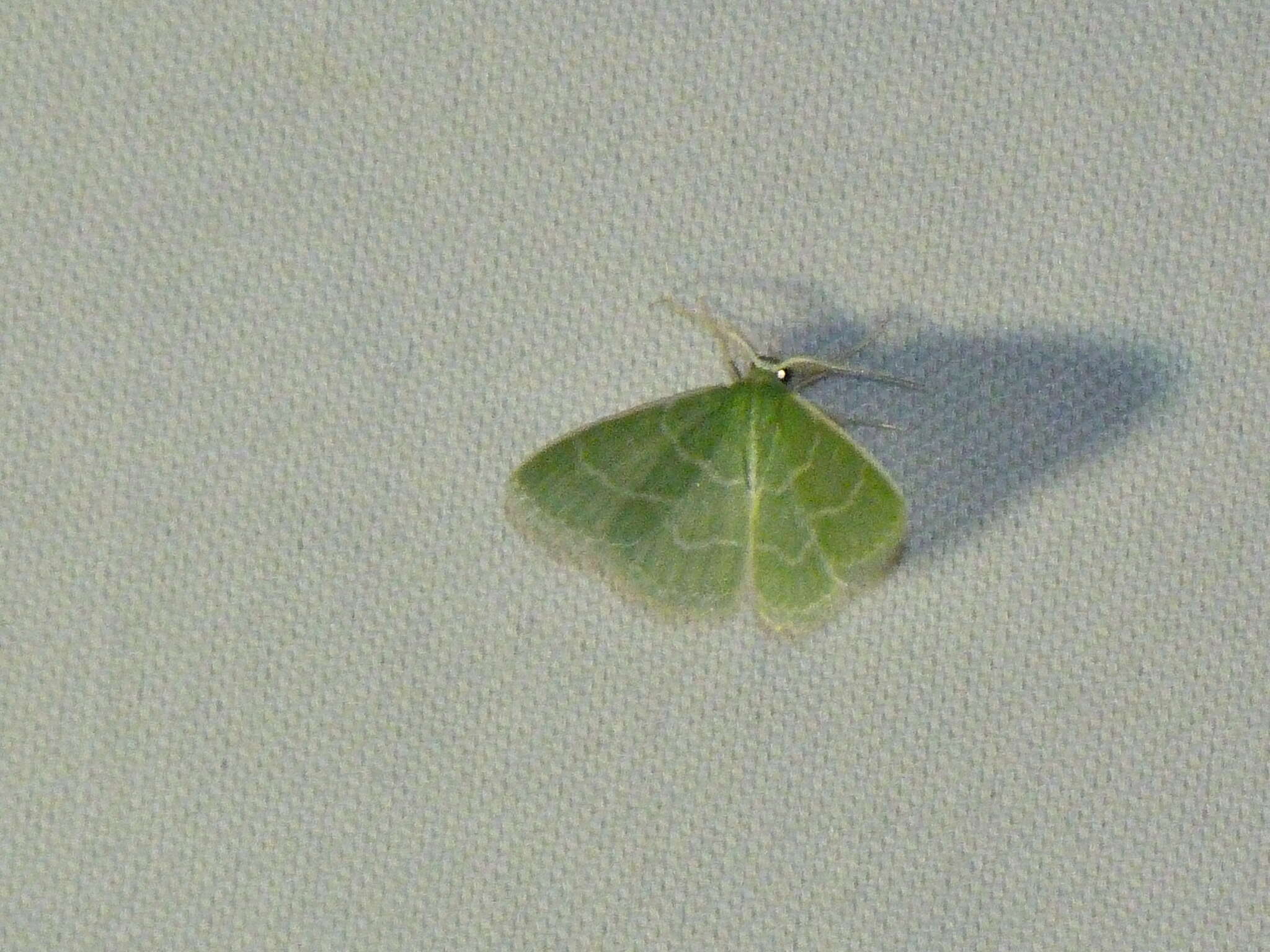 Image of Wavy-lined Emerald