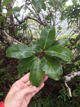 Image of Hawai'i holly