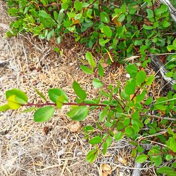 Imagem de Endotropis crocea subsp. insula (Kellogg) Hauenschild