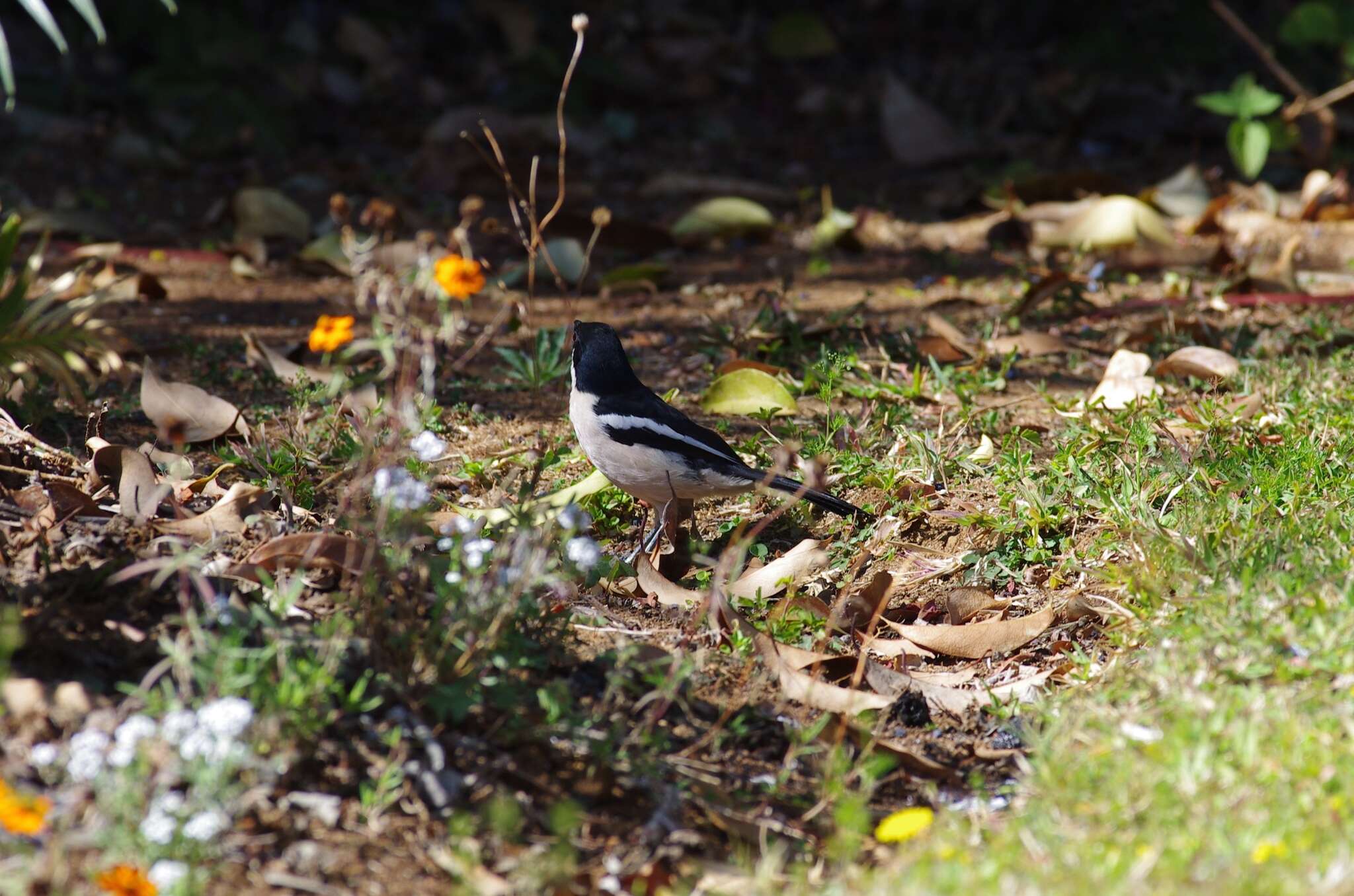 Image of Tropical Boubou