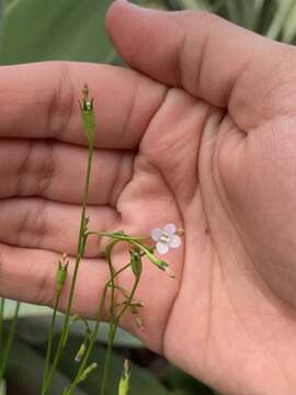 Image of Wahlenbergia lobelioides (L. fil.) Link