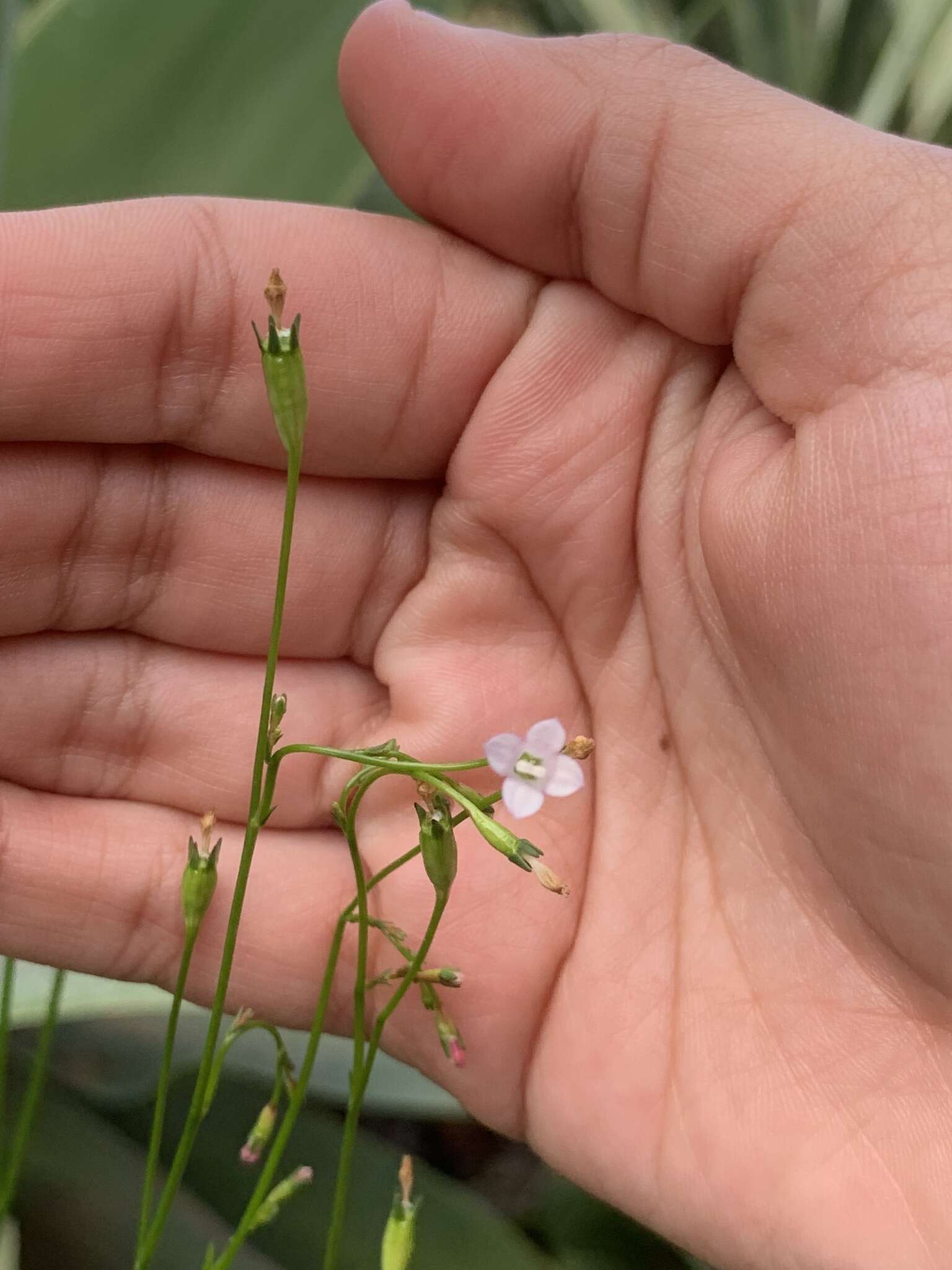 Image of Wahlenbergia lobelioides subsp. lobelioides