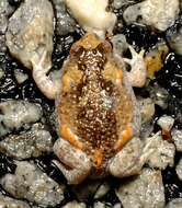 Image of Günther’s Toadlet