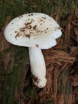 Image of Russula perlactea Murrill 1943