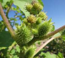 Image of Xanthium orientale subsp. riparium (Celak.) Greuter