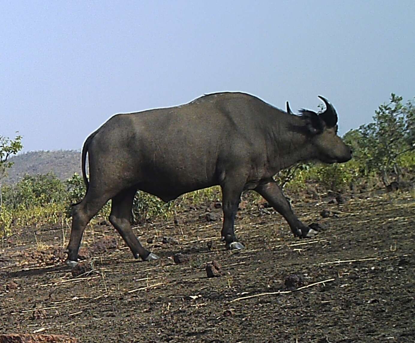 Image of Syncerus caffer brachyceros (Gray 1837)