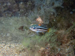 Image of African Striped Grunt