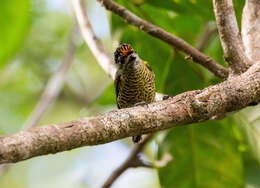 Image of Golden-spangled Piculet
