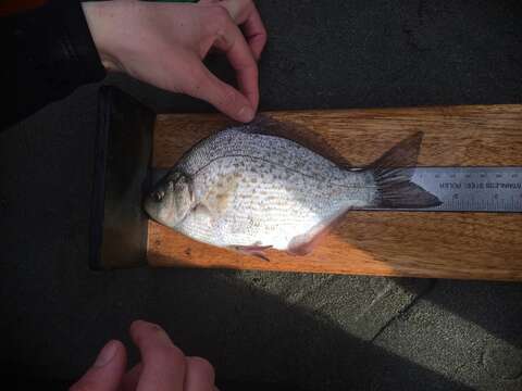 Image of Calico Surfperch