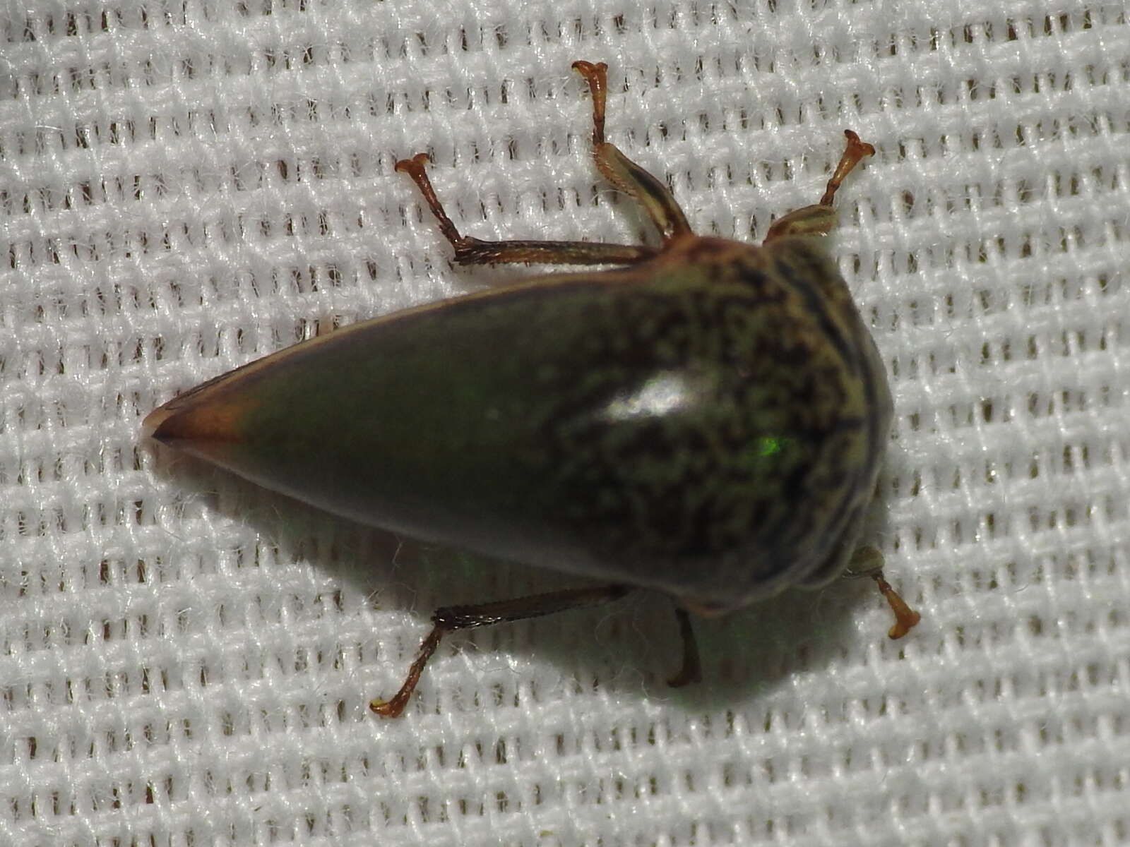 Image of Treehopper