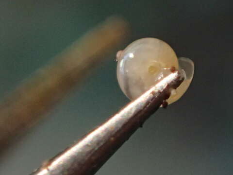 Image of milky crystal snail