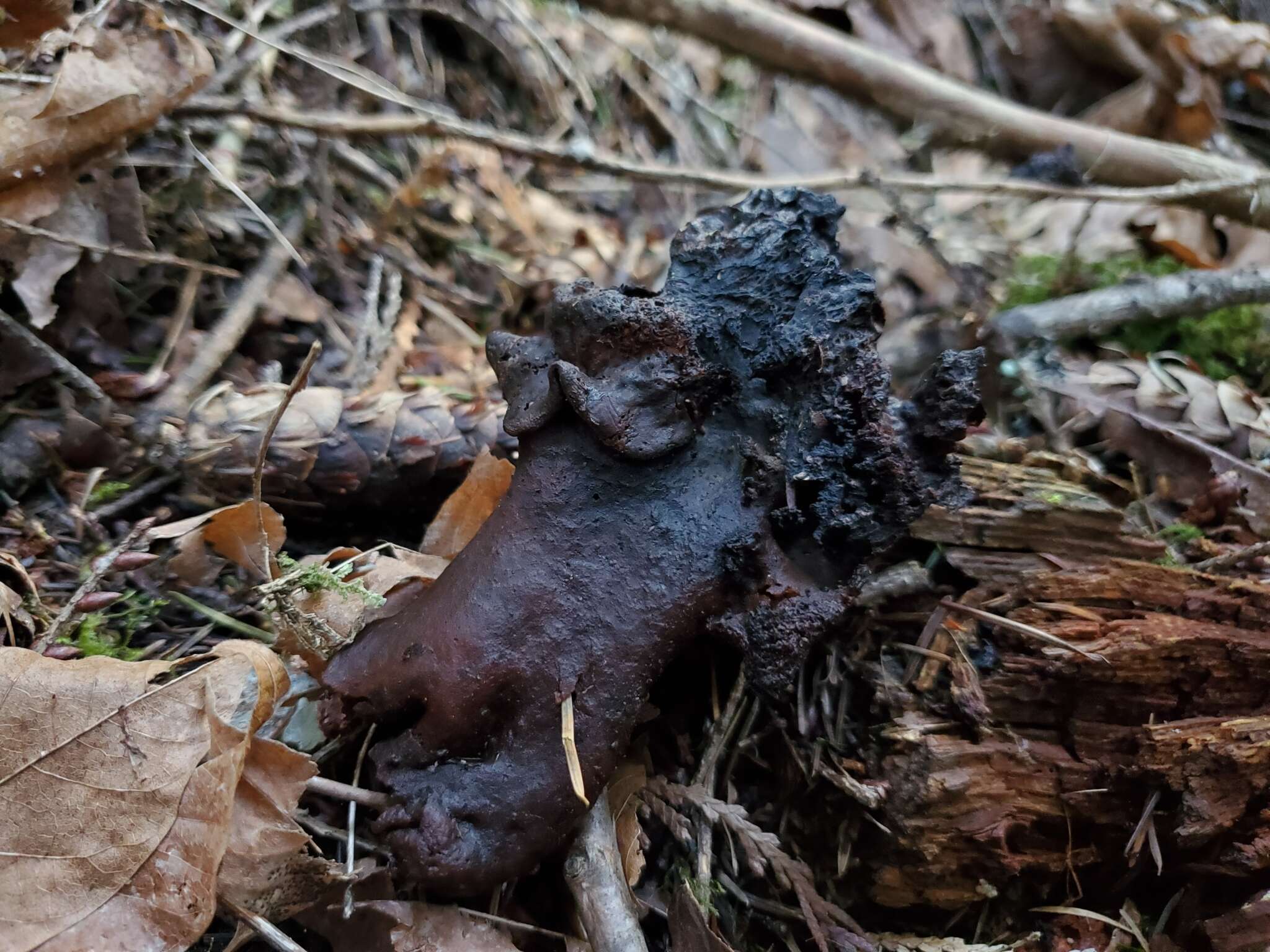 Imagem de Gyromitra ambigua (P. Karst.) Harmaja 1969