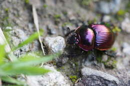 Слика од Phelotrupes (Chromogeotrupes) auratus (Motschulsky 1857)