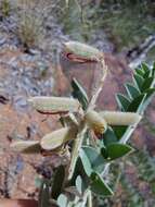 Indigofera mollicoma N. E. Br.的圖片