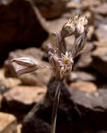 Image of Allium desertorum Forssk.