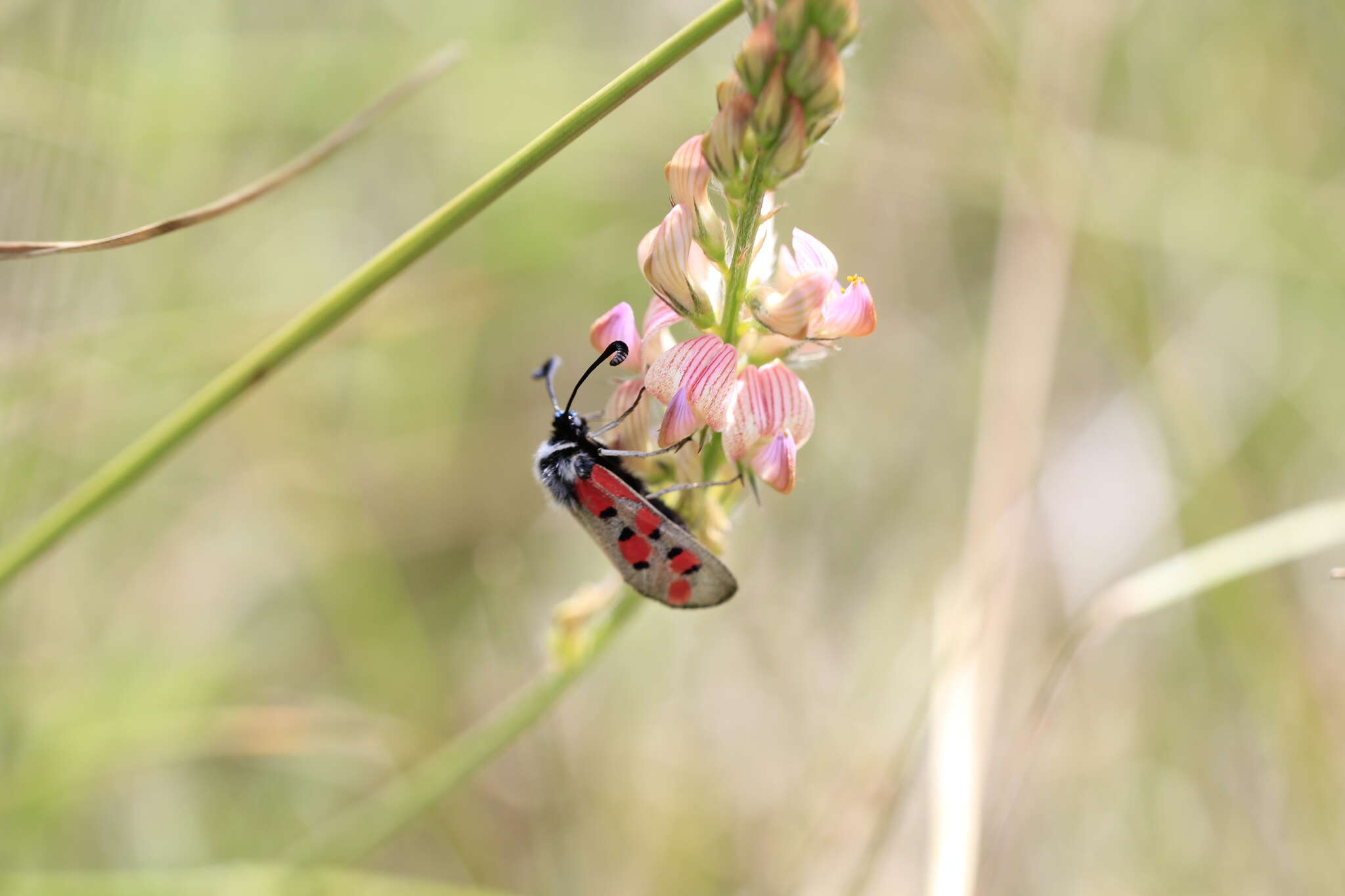 Image of Zygaena rhadamanthus Esper 1793